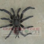 এবার ট্যারেন্টুলার আতঙ্ক দুর্গাপুরে