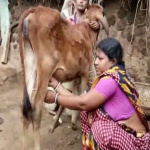 অবাককান্ড,দুধ দিচ্ছে পাঁচ মাসের বাছুর