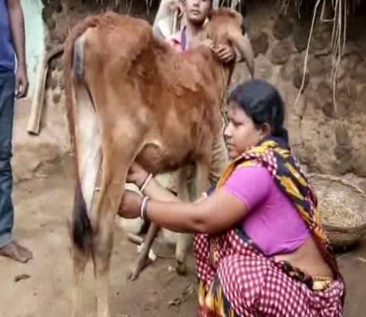 অবাককান্ড,দুধ দিচ্ছে পাঁচ মাসের বাছুর