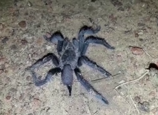 আফ্রিকার জঙ্গলের বিষাক্ত মাকড়সা ট্যারেন্টুলা কি এরাজ্যে ?